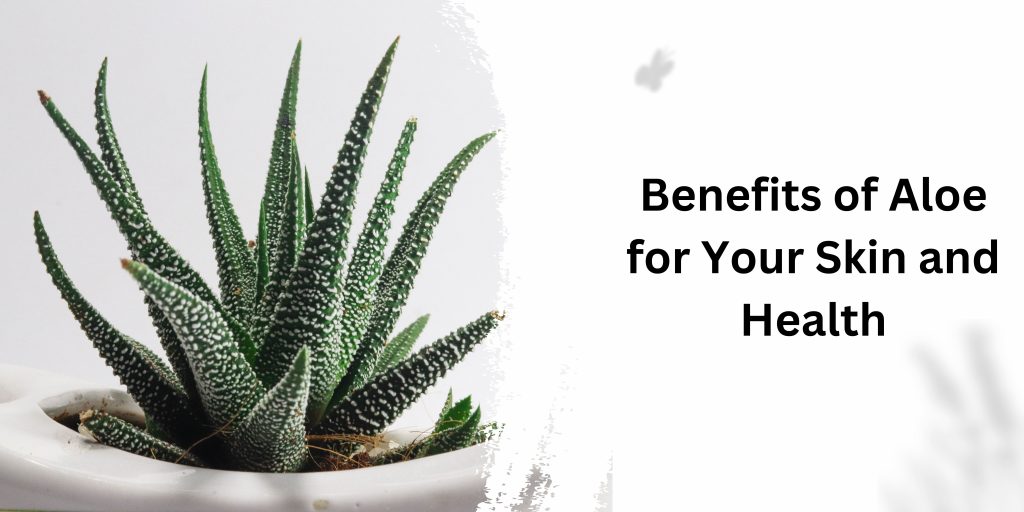 Benefits of Aloe for Your Skin and Health